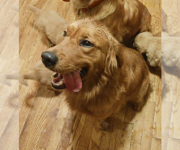 Medium Photo #1 Golden Retriever Puppy For Sale in EAST SPARTA, OH, USA