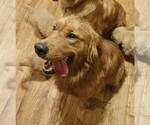 Small Photo #1 Golden Retriever Puppy For Sale in EAST SPARTA, OH, USA