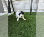 Puppy Letang Sheepadoodle