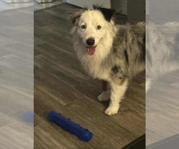 Medium Photo #10 Australian Shepherd Puppy For Sale in Staten Island, NY, USA