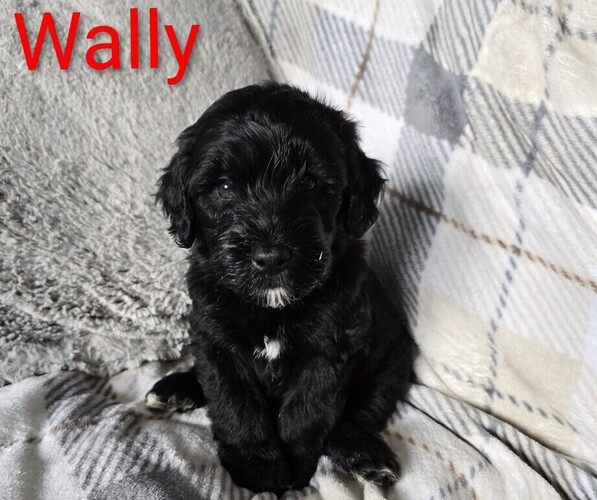 Medium Photo #1 Whoodle Puppy For Sale in FAIRFIELD, OH, USA