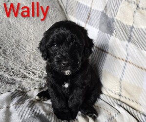 Whoodle Puppy for sale in FAIRFIELD, OH, USA