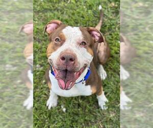 American Staffordshire Terrier Dogs for adoption in Fort Lauderdale, FL, USA