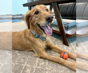 Golden Retriever Dogs for adoption in Bonita Springs, FL, USA