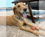 Small Golden Retriever
