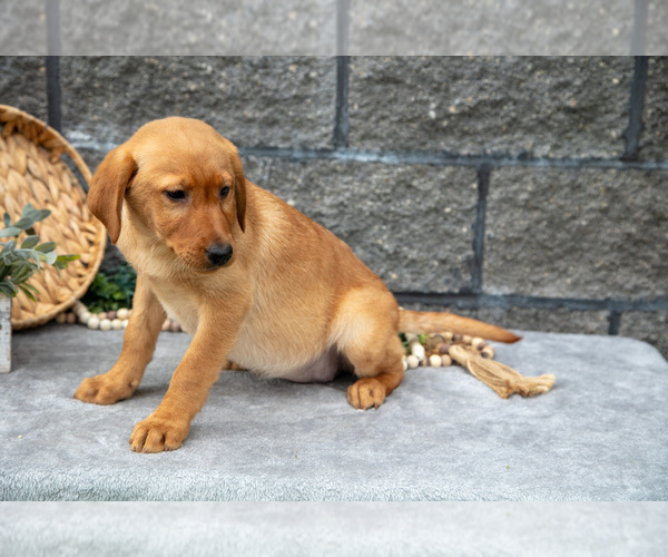 Medium Photo #31 Labrador Retriever Puppy For Sale in MILLERSBURG, OH, USA