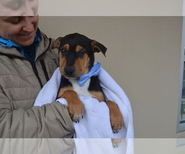 Medium Photo #2 Mutt Puppy For Sale in McKinney, TX, USA