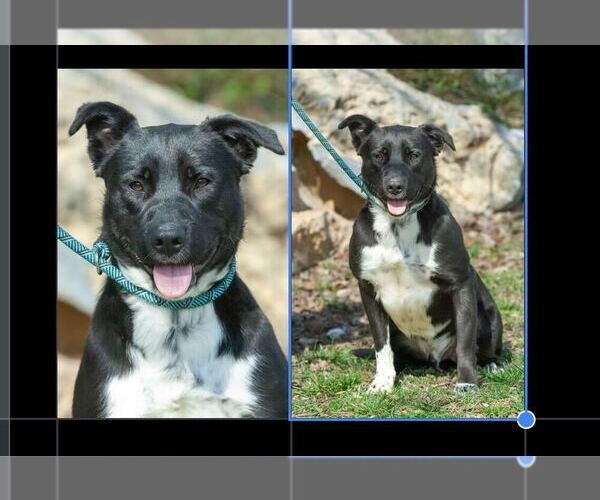 Medium Photo #1 Labrador Retriever-Unknown Mix Puppy For Sale in Silver Spring, MD, USA
