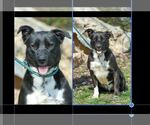Small Labrador Retriever Mix
