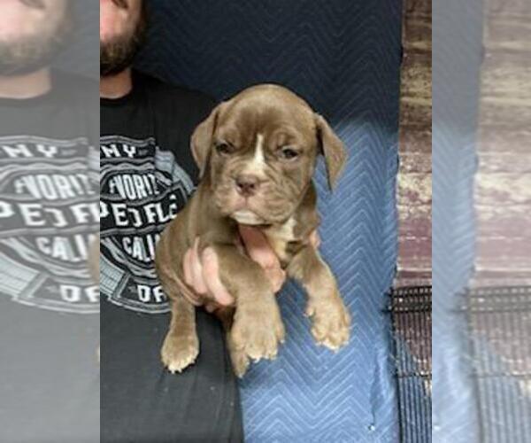 Medium Photo #1 English Bulldog Puppy For Sale in SPENCER, TN, USA