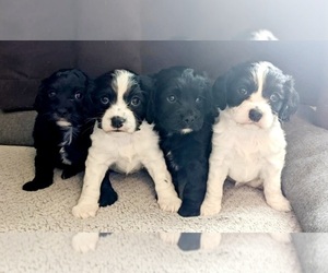Cavalier King Charles Spaniel-Cock-A-Poo Mix Puppy for sale in ULEN, MN, USA