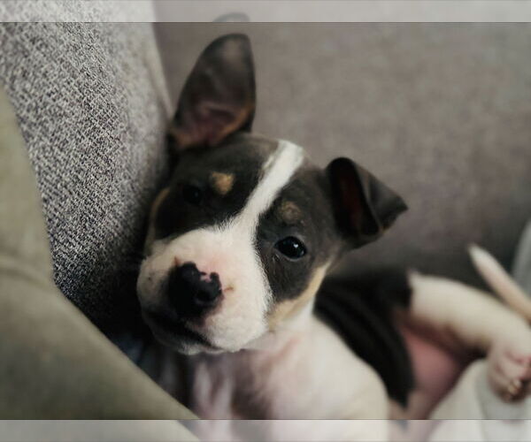 Medium Photo #1 American Staffordshire Terrier-Unknown Mix Puppy For Sale in Holly Springs, NC, USA