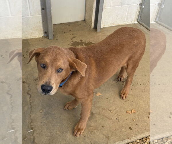 Medium Photo #1 Labrador Retriever-Unknown Mix Puppy For Sale in Sterling, MA, USA
