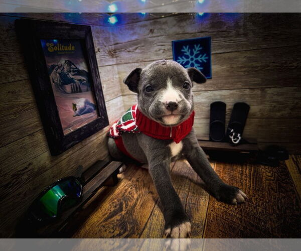 Medium Photo #3 Mutt Puppy For Sale in New London, WI, USA