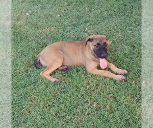 Malinois Puppy for sale in EL CENTRO, CA, USA