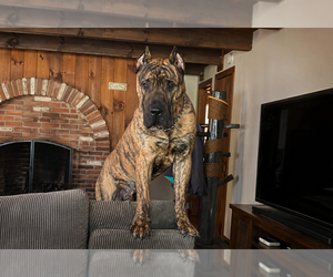 Father of the Presa Canario puppies born on 02/20/2026