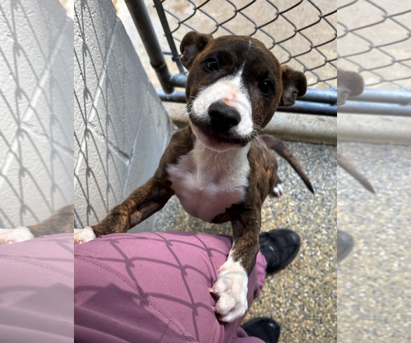 Medium Photo #28 American Pit Bull Terrier-Mountain Cur Mix Puppy For Sale in Oakhurst, NJ, USA