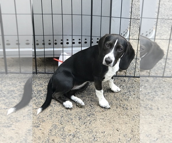 Medium Photo #3 Beagle Puppy For Sale in WILLIAMSON, NY, USA