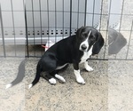 Small Photo #3 Beagle Puppy For Sale in WILLIAMSON, NY, USA