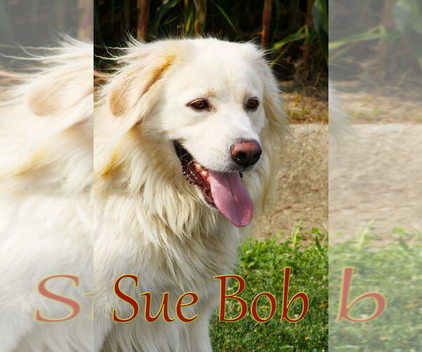 Medium Photo #3 Great Pyrenees Puppy For Sale in Evansville, IN, USA