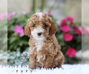 Poodle (Toy) Puppy for sale in BIRD IN HAND, PA, USA