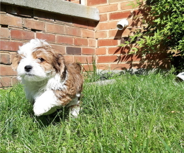 Medium Photo #8 Mal-Shi-YorkiePoo Mix Puppy For Sale in ROCKVILLE, MD, USA