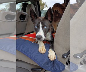 Border Collie Dogs for adoption in Pacific grove , CA, USA