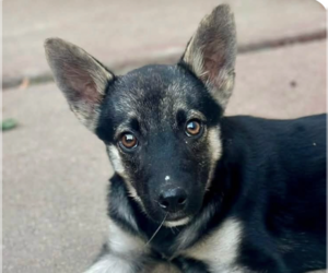 Mutt Dogs for adoption in San Ramon, CA, USA