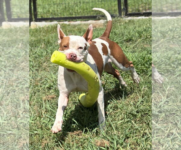 Medium Photo #3 American Pit Bull Terrier Puppy For Sale in Virginia Beach, VA, USA