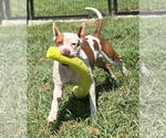 Small #2 American Pit Bull Terrier