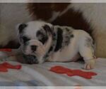 Small #3 English Bulldog