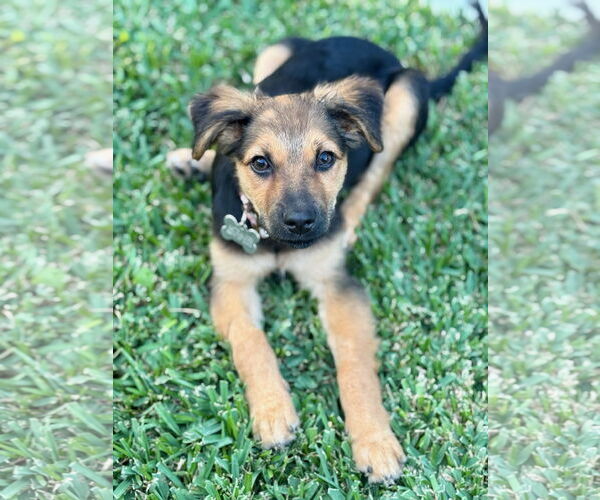 Medium Photo #1 Mutt Puppy For Sale in Newport Beach, CA, USA