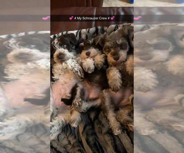 Full screen Photo #1 Schnauzer (Miniature) Puppy For Sale in BEAUMONT, TX, USA