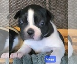 Small Photo #7 Boston Terrier Puppy For Sale in LEXINGTON, IN, USA