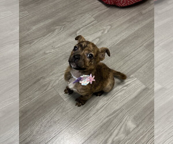 Medium Photo #1 Mutt Puppy For Sale in Plainfield, IL, USA