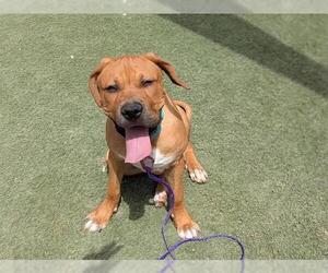 Rottweiler-American Pit Bull Terrier Dogs for adoption in Las Vegas, NV, USA