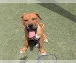 Small Rottweiler-American Pit Bull Terrier