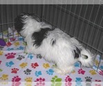 Small Photo #4 Zuchon Puppy For Sale in ORO VALLEY, AZ, USA