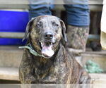 Small #7 Plott Hound Mix