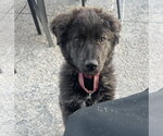 Small #3 Great Pyrenees Mix