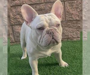 Father of the French Bulldog puppies born on 12/05/2021