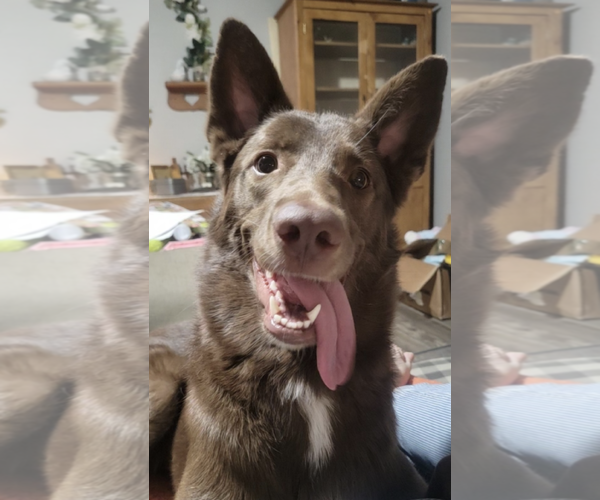 Medium Photo #4 Australian Kelpie-Unknown Mix Puppy For Sale in Chandler, AZ, USA