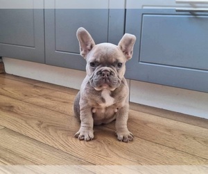 French Bulldog Puppy for sale in BOCA RATON, FL, USA