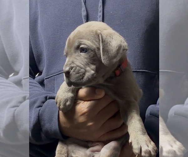 Medium Photo #2 Cane Corso Puppy For Sale in MOUNT MORRIS, MI, USA