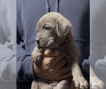 Puppy McNulty Cane Corso