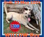 Small #1 Labrador Retriever Mix