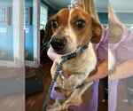 Small #11 Chihuahua Mix