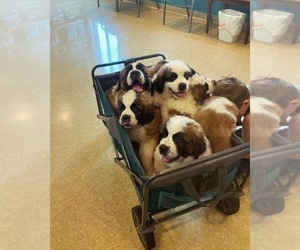 Saint Bernard Puppy for sale in HAZEL GREEN, AL, USA
