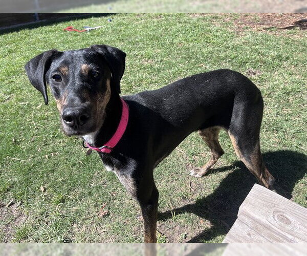 Medium Photo #2 Doberman Pinscher-Unknown Mix Puppy For Sale in Plano, TX, USA