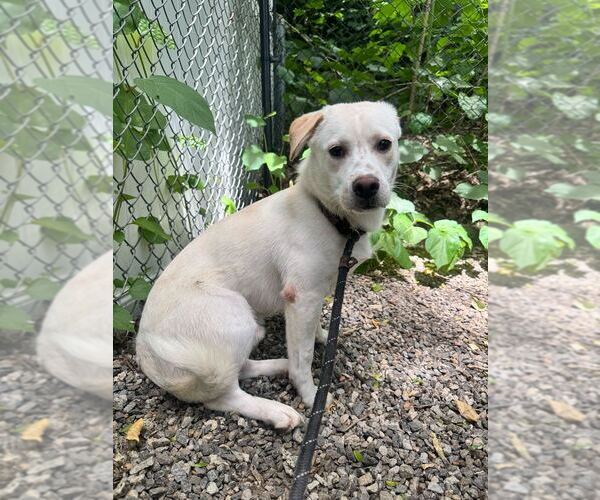 Medium Photo #1 Mutt Puppy For Sale in Elmsford, NY, USA